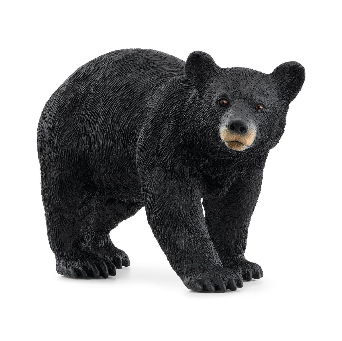 American Black Bear