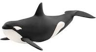 Killer Whale