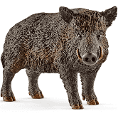 Wild Boar