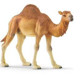 Dromedary Camel