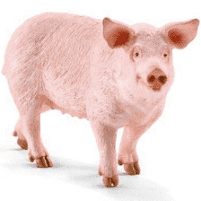 Pig